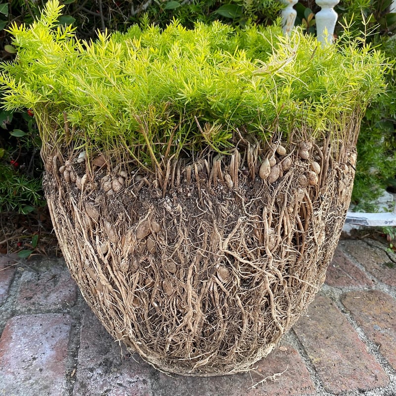 Repurposed Planters